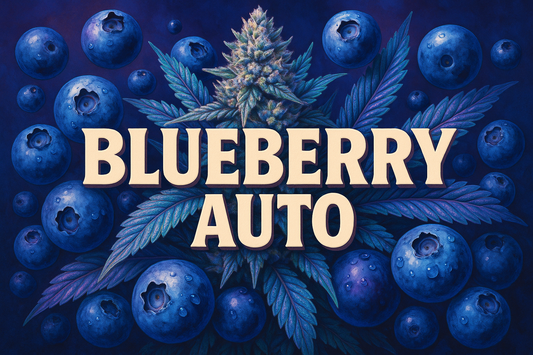 Blueberry Auto