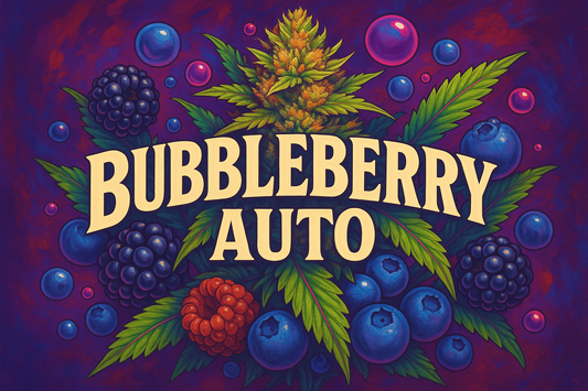 Bubbleberry Auto