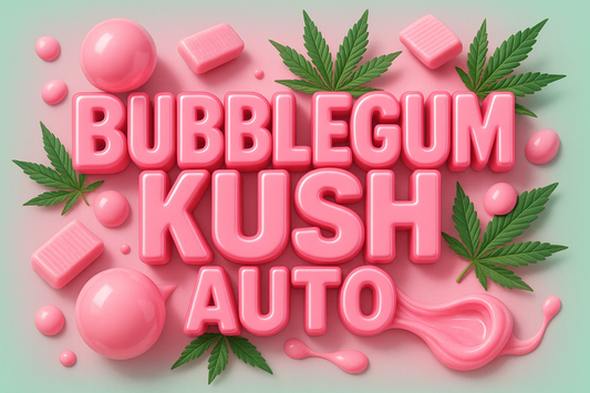 Bubblegum Kush Auto