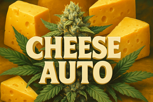 Cheese Auto Centered