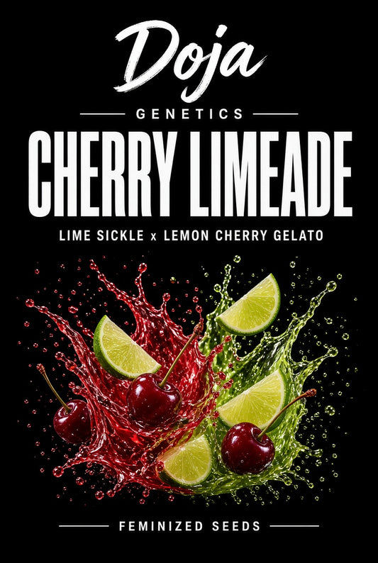 Cherry Limeade feminisiert 3 Samen