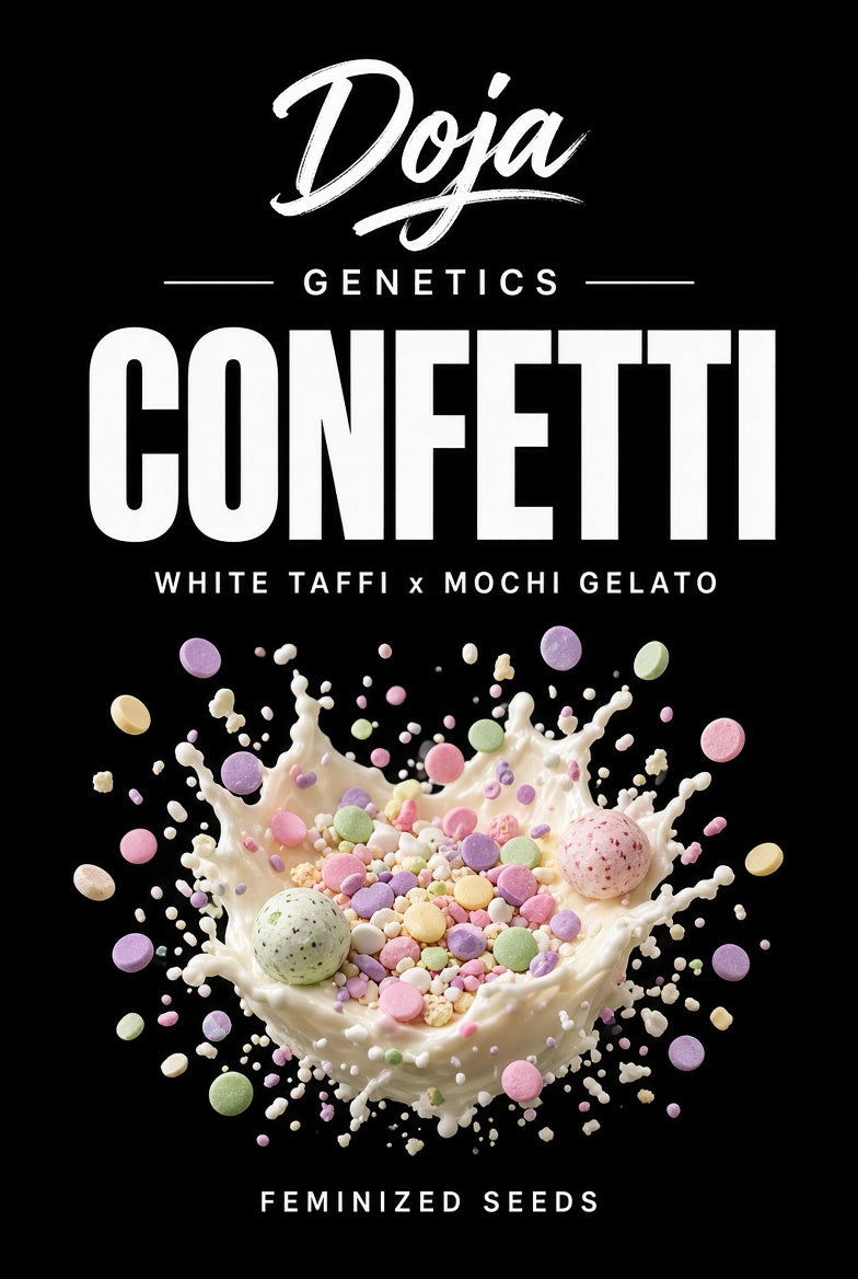 Confetti feminisiert 3 Samen