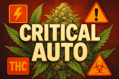 Critical Auto