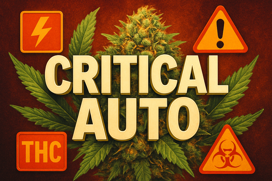 Critical Auto