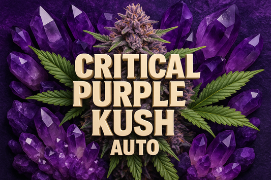 Critical Purple Kush Auto