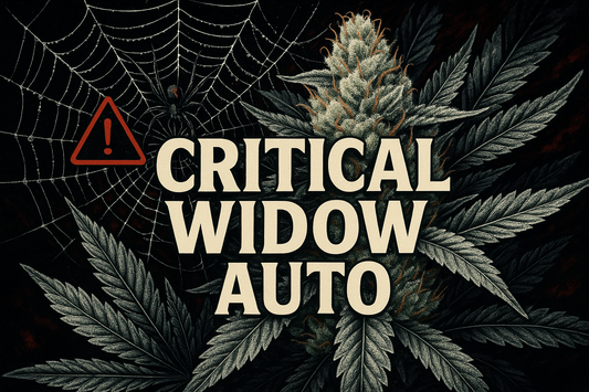 Critical Widow Auto Photorealistic