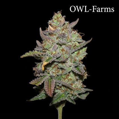 Girl Scout Cookies Feminisiert Samen – Photo | OWL-Farms

