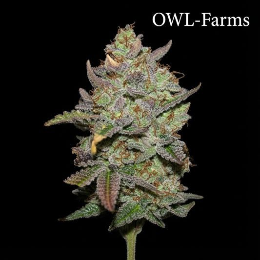 Girl Scout Cookies Feminisiert Samen – Photo | OWL-Farms

