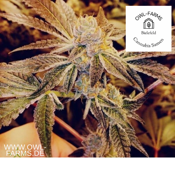 Gorilla Glue Auto Cannabis Samen 3er Packung bei OWL Farms kaufen.