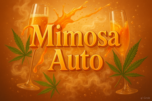 Mimosa Auto