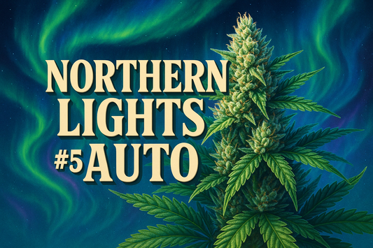 Northern Lights #5 Auto Photorealistic