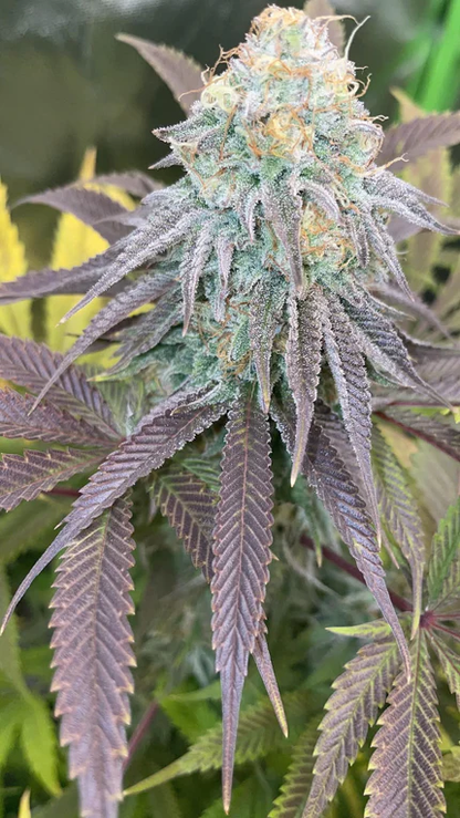 OG Kush Feminisiert Samen – Photo | OWL-Farms


