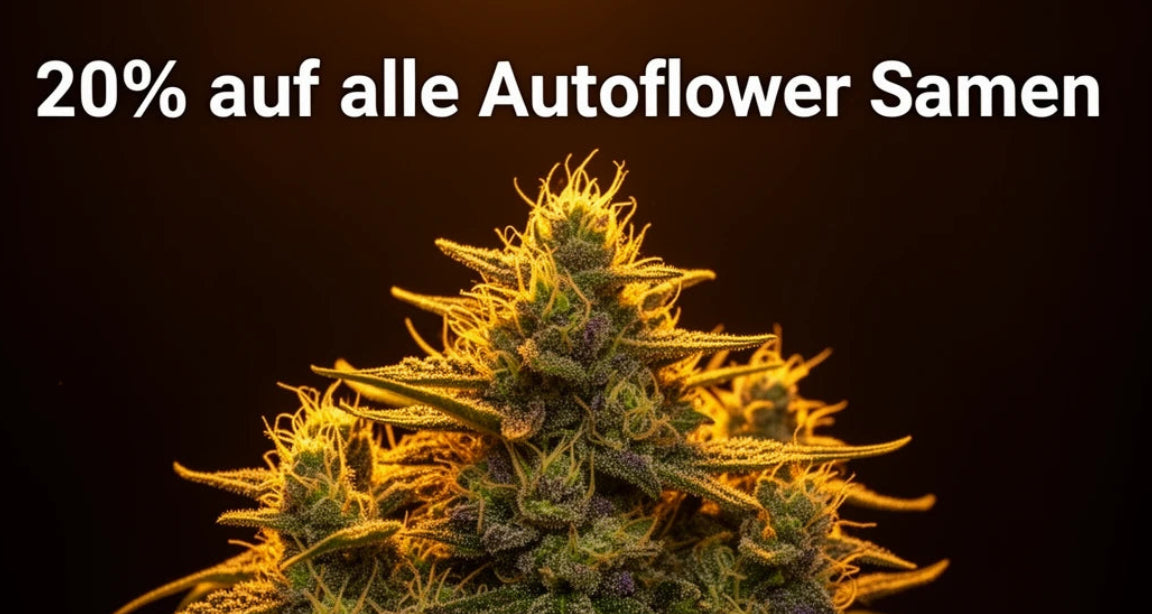 OWL-Farms Wochenend-Aktion – 20% auf alle Autoflower Samen