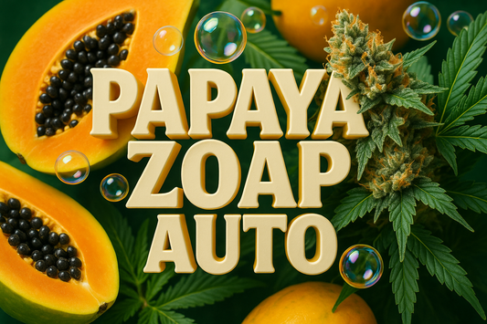 Papaya Zoap Auto