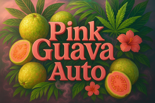 Pink Guava Auto