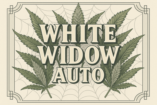 White Widow Auto Classic